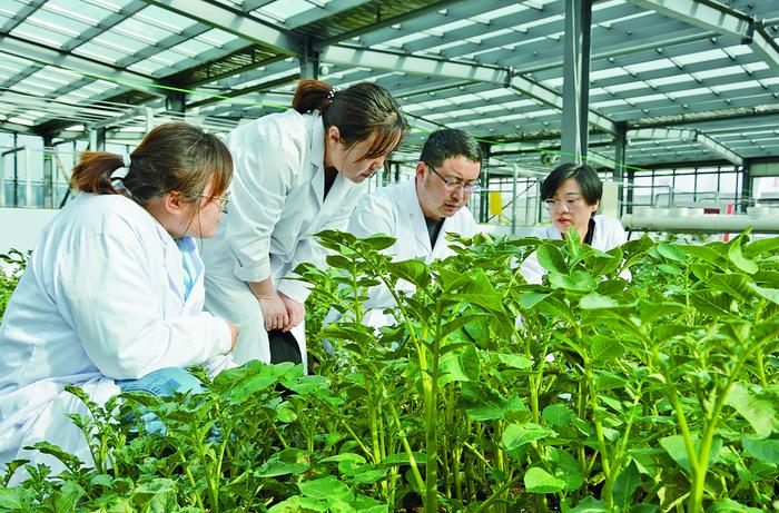 位于乌兰察布市四子王旗的内蒙古中加农业生物科技的试验田