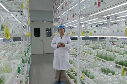 新天工开物丨最燃的竹 一丛丛芦竹里 种出 天然气