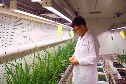 打造 北方种业之都 舜丰生物 掌握核心技术,研发种子 芯片